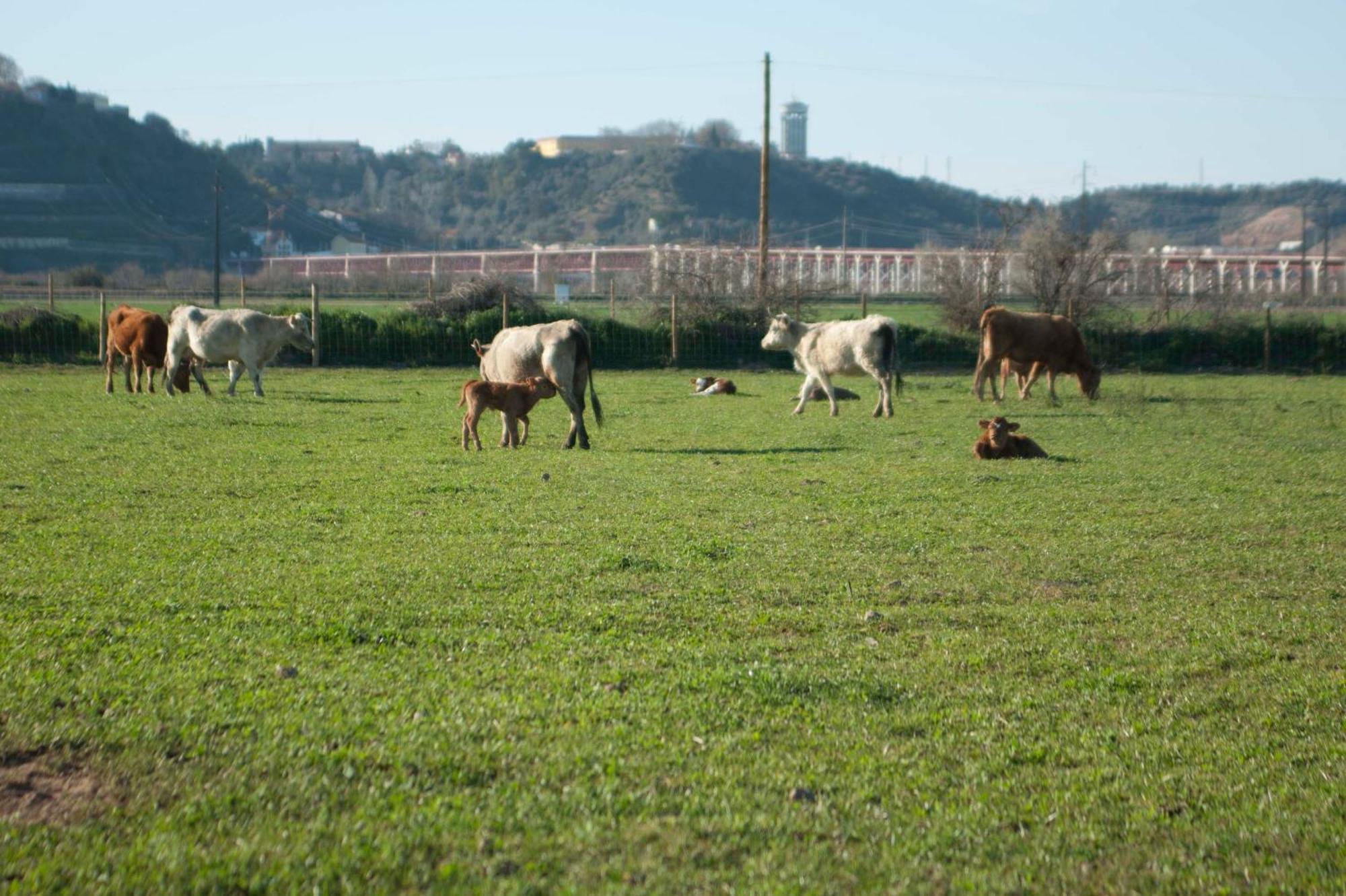 הוילה Santarém Quinta Da Gafaria מראה חיצוני תמונה